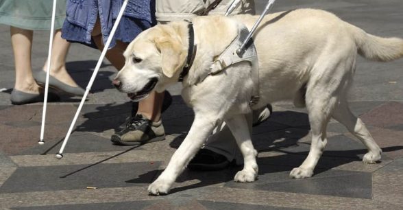 A guide dog is shown next to the lower half of a person holding a white cane.