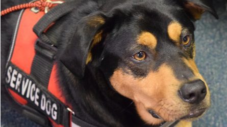Brown and black dog in an orange vest that says "service dog."