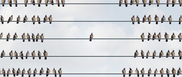 Bird sitting alone on a wire, with groups of other birds surrounding it.