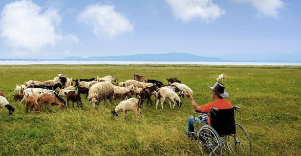 A man in a manual wheelchair sits in a pictoral field and faces a herd of goats.