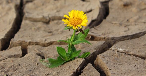A photo of a yellow flower growing up through dry cracks in the ground.