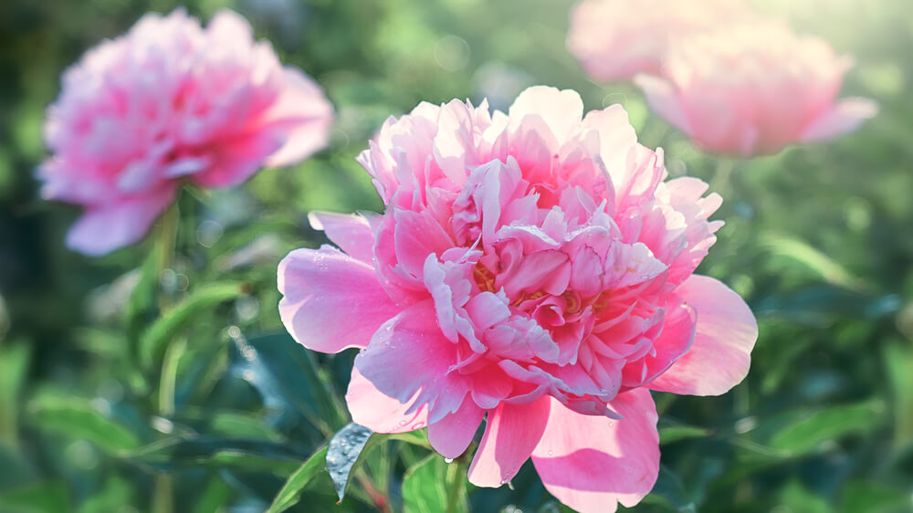 Three pink peonies with green leaves.