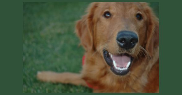 Photo of LIberty, a golden retriever