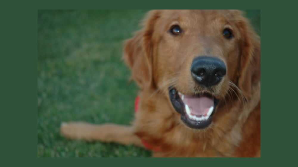 Photo of LIberty, a golden retriever