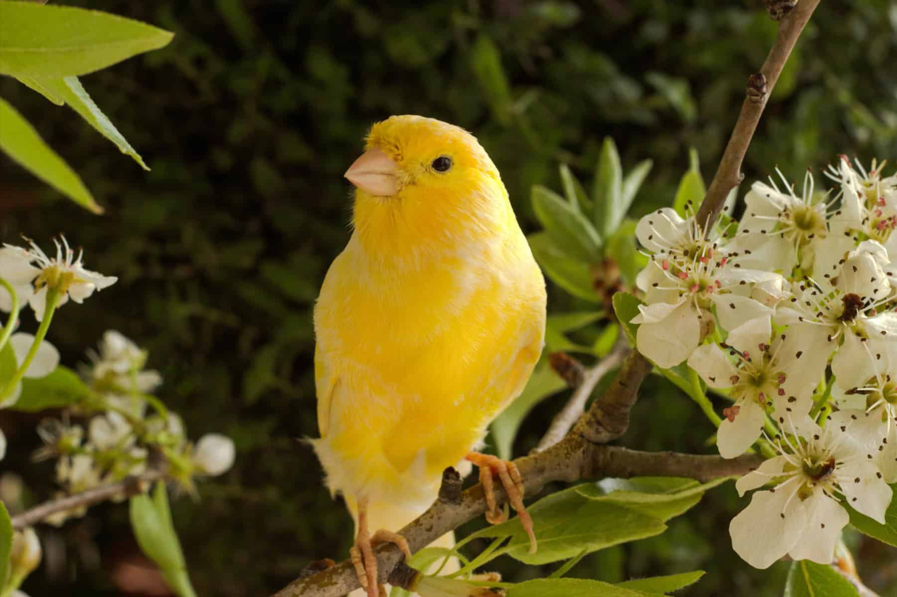 A close up of a yellow canary bird surrounded by white-petaled flowers with green leaves and gray-brown branches with green shrubbery in the background.