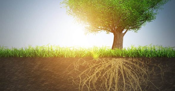 Outdoors. A tree surrounded by green grass is seen from the tree top down to its complex roots. The roots are surrounded by soil because they're all underground.