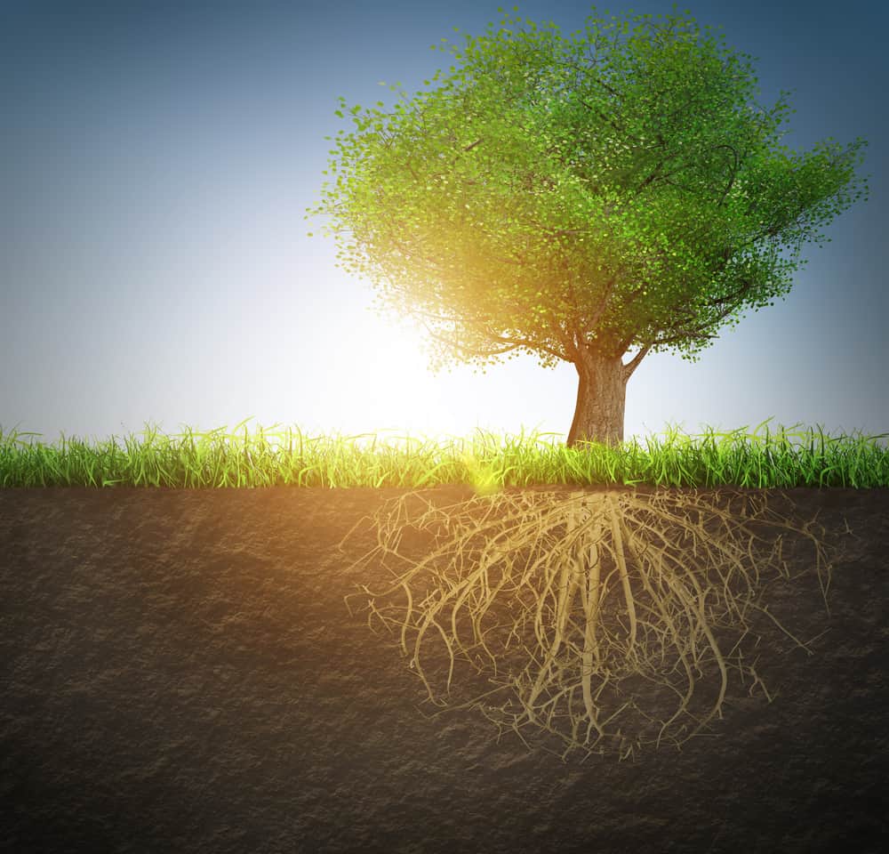 Outdoors. A tree surrounded by green grass is seen from the tree top down to its complex roots. The roots are surrounded by soil because they're all underground.