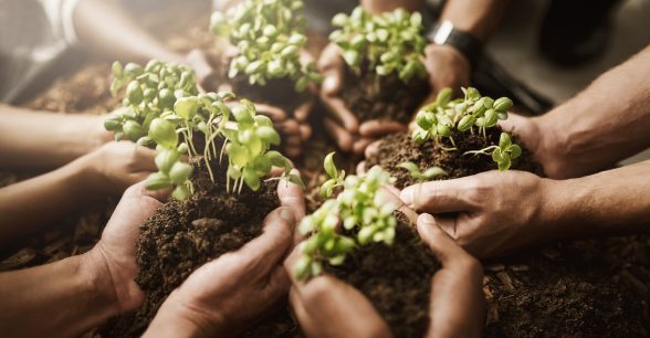 A picture of various pairs of people's hands scooping up dark, rich soil. Each scoop of soil has freshly planted green plants in it.