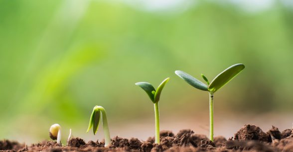 Deep brown soil against a blurry green background. Four seeds shoots push through the soil in different states of growth from left to right. First, a seed barely sprouted with soil still clinging to its white shoot. Second, two small green leaves bend toward the soil. Third, the strong green shoot and leaves reach up toward the sky. Fourth, the green leaves grow bigger and continue to open as new leaves sprout from the center.